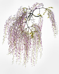 wisteria