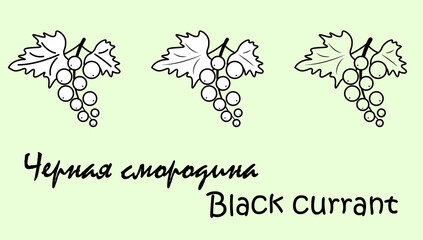 A set of black currant fruit objects with the inscription "black currant" in Russian and English. Simple vector illustration, eps