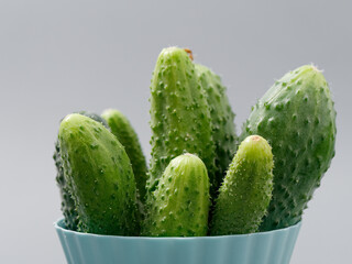 agricultural products green prickly cucumber on gray background