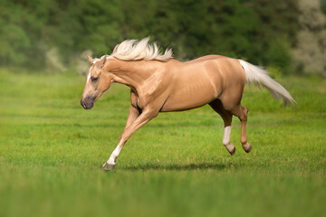 Obraz na płótnie Canvas Cremello horse with long mane free run and play in green meadow