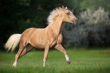 Obraz na płótnie Canvas Cremello horse with long mane free run in green meadow