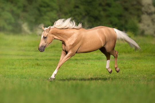 Cremello horse with long mane free run and play in green meadow