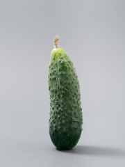 agricultural products green prickly cucumber on gray background