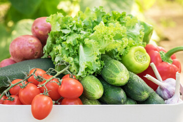 Freshly picked vegetables in a box..Tomatoes, cucumbers, bell peppers, garlic, lettuce, red potatoes.