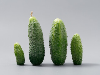 agricultural products green prickly cucumber on gray background