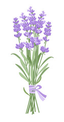 Lavender. A bouquet of delicate lavender flowers tied with a lilac ribbon. Vector illustration isolated on white background. 
