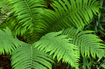 Forest fern leaves close-up. wild and ornamental plants. Botany.