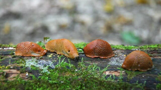 Spanish slug - Arion vulgaris. Slugs in motion, on tree stump.