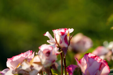 bush with roses in the garden