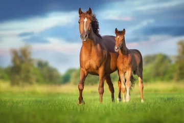 Foto auf Acrylglas Pferde Rote Stute und Fohlen auf grüner Weide