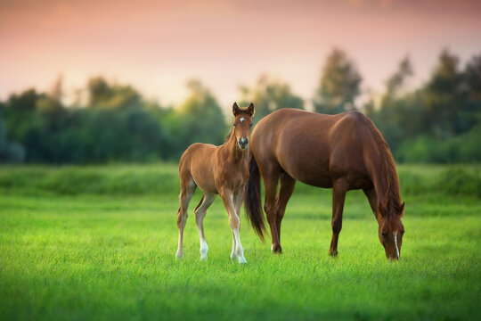 Red mare and foal on green pasturein sunrise