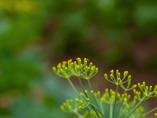 dill seeds on a plant in the garden