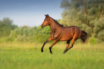 Bay young horse run gallop
