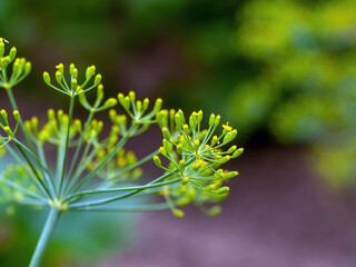 dill seeds on a plant in the garden