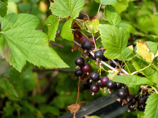 blackcurrant berries on a branch