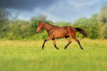 Obraz na płótnie Canvas Bay horse run trotting on field