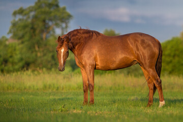 Red horse close up on field