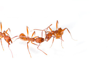 Aphaenogaster sardoa workers control each other, white background