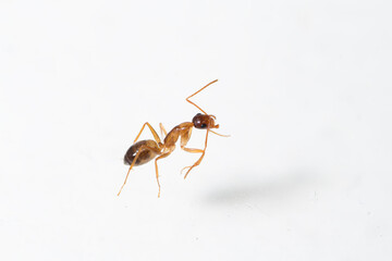 Camponotus nylanderi cleans its antennae, white background