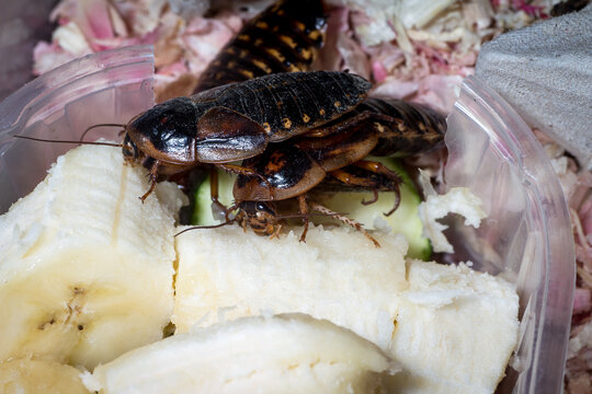 A cockroach of the species Blaptica dubia eating bananas