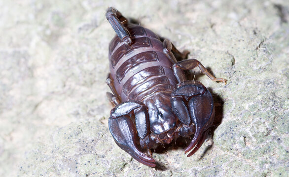 Euscorpius italicus heats up in the sun on a rock in search of prey