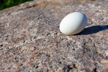 Whole hens egg lying on a rock in sunshine