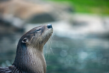 North American river otter (Lontra canadensis) emerging from water and looking calm and serene