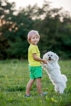 Cute preschool child, blond boy with pink stripes in his hair, taking pictures with his cute maltese dog in the park