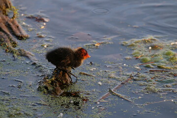 coot chick