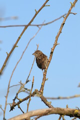 sparrow