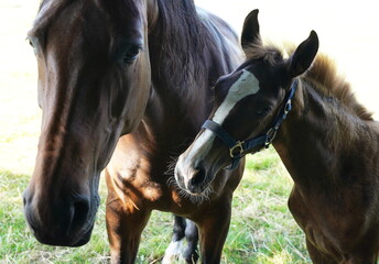 mare and foal