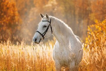 Portrait of beautiful white horse in autumn - obrazy, fototapety, plakaty