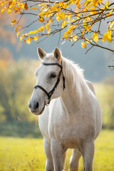 Portrait of white horse in autumn - obrazy, fototapety, plakaty