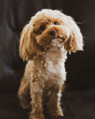 Toy poodle with puppy eyes