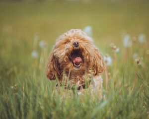 Toy poodle playing in the grass