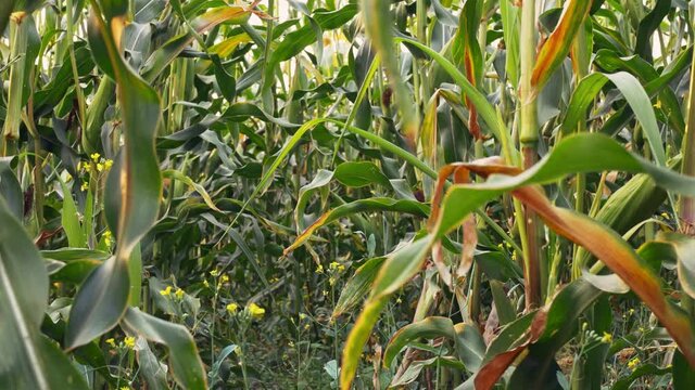 Close-up of an overgrowth of corn, the worst of a maize field with a veiled threat. The corn field is ready to be harvested. Lush foliage of corn on the cob.