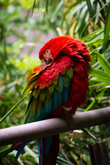 Macaw in Gran Canaria, Spain