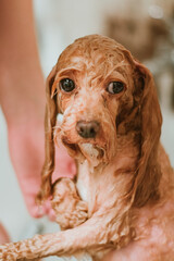 Toy poodle after having bathed