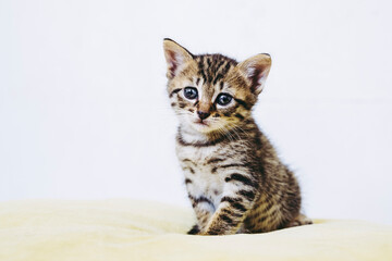 Portrait d'un adorable chaton tigré aux yeux bleus - Isolé sur un fond blanc