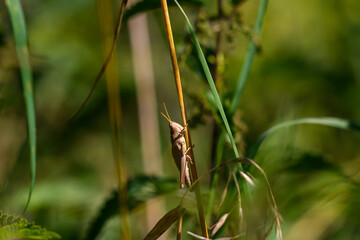 bug on a grass