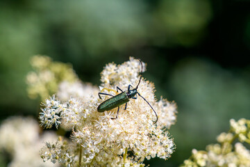 bug on a leaf