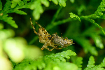 spider eating
