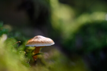 mushrooms in the forest