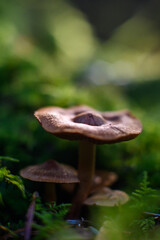 mushroom in the forest