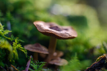 mushroom in the forest