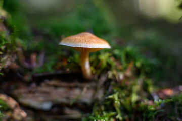 mushroom in the forest
