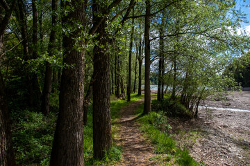 path in the forest