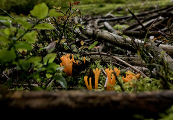 mushrooms in the forest