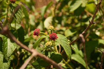 Details of a red flower on green leaves under the sun.