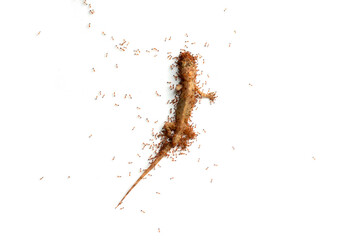 Top view of ants are eating the lizard of dead isolated on white background.